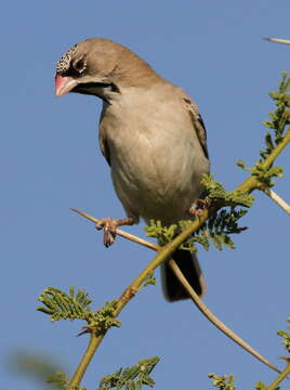 Image of Scaly Weaver