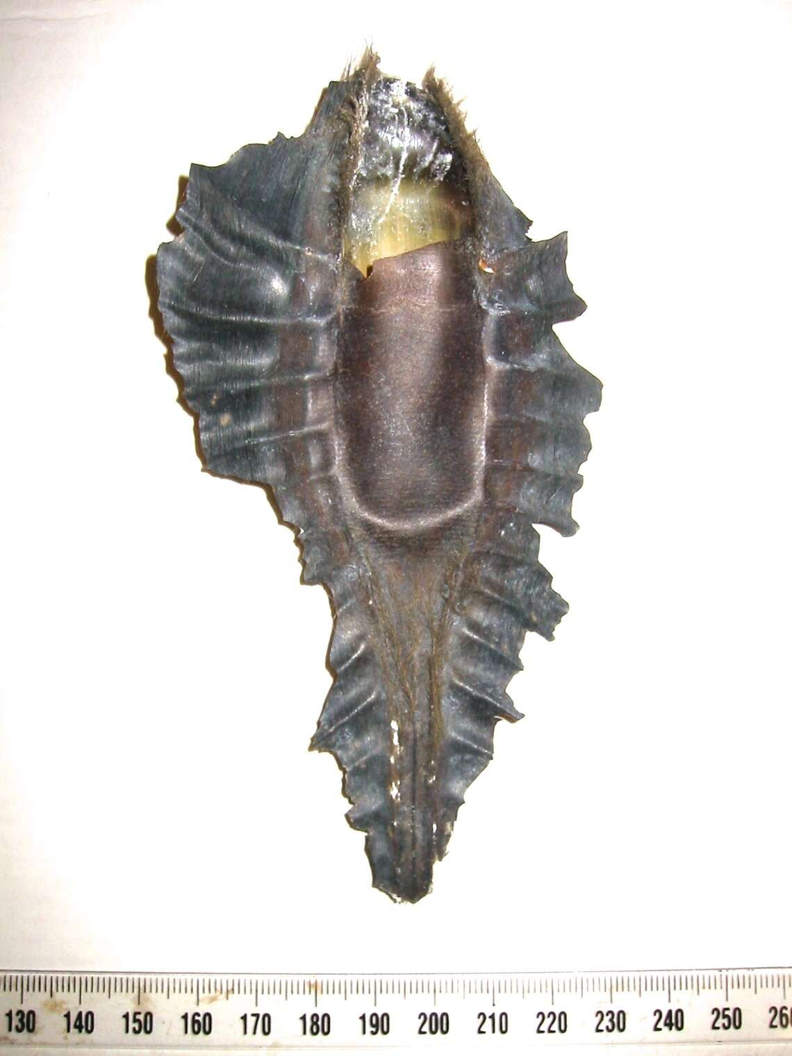 Image of Elephant Fish