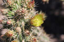 Image of Cylindropuntia bernardina