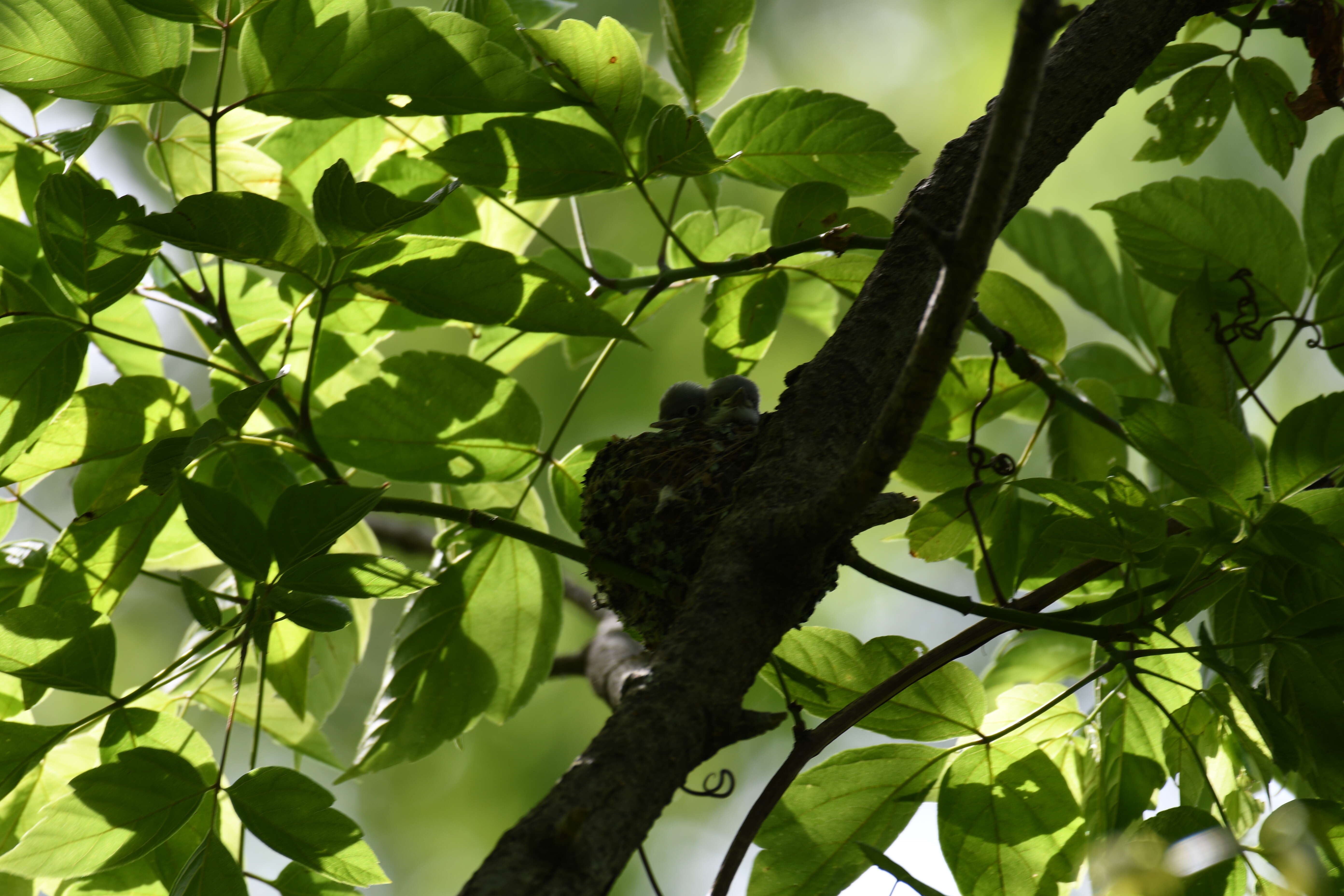 Image of gnatcatchers