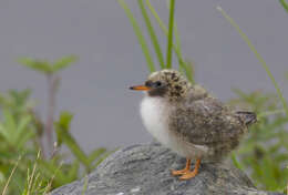 Image of Arctic Tern