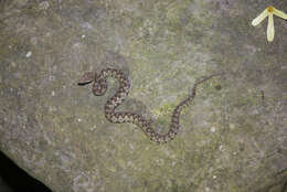 صورة Protobothrops mucrosquamatus (Cantor 1839)