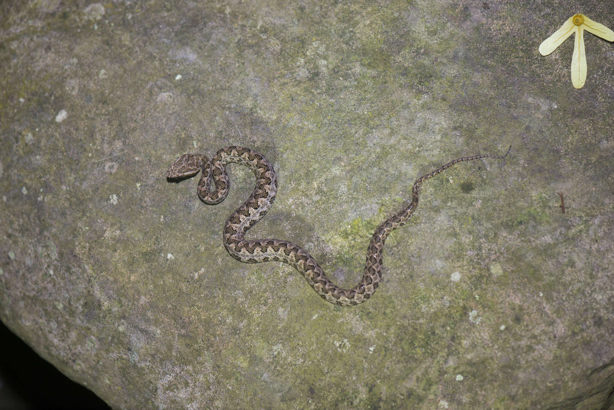 Image of Protobothrops mucrosquamatus (Cantor 1839)