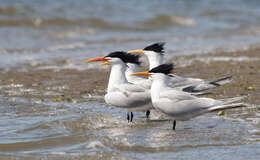 Image of Elegant Tern