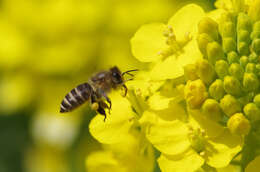 Слика од Apis cerana japonica