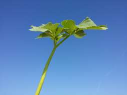 Image of Norwegian angelica