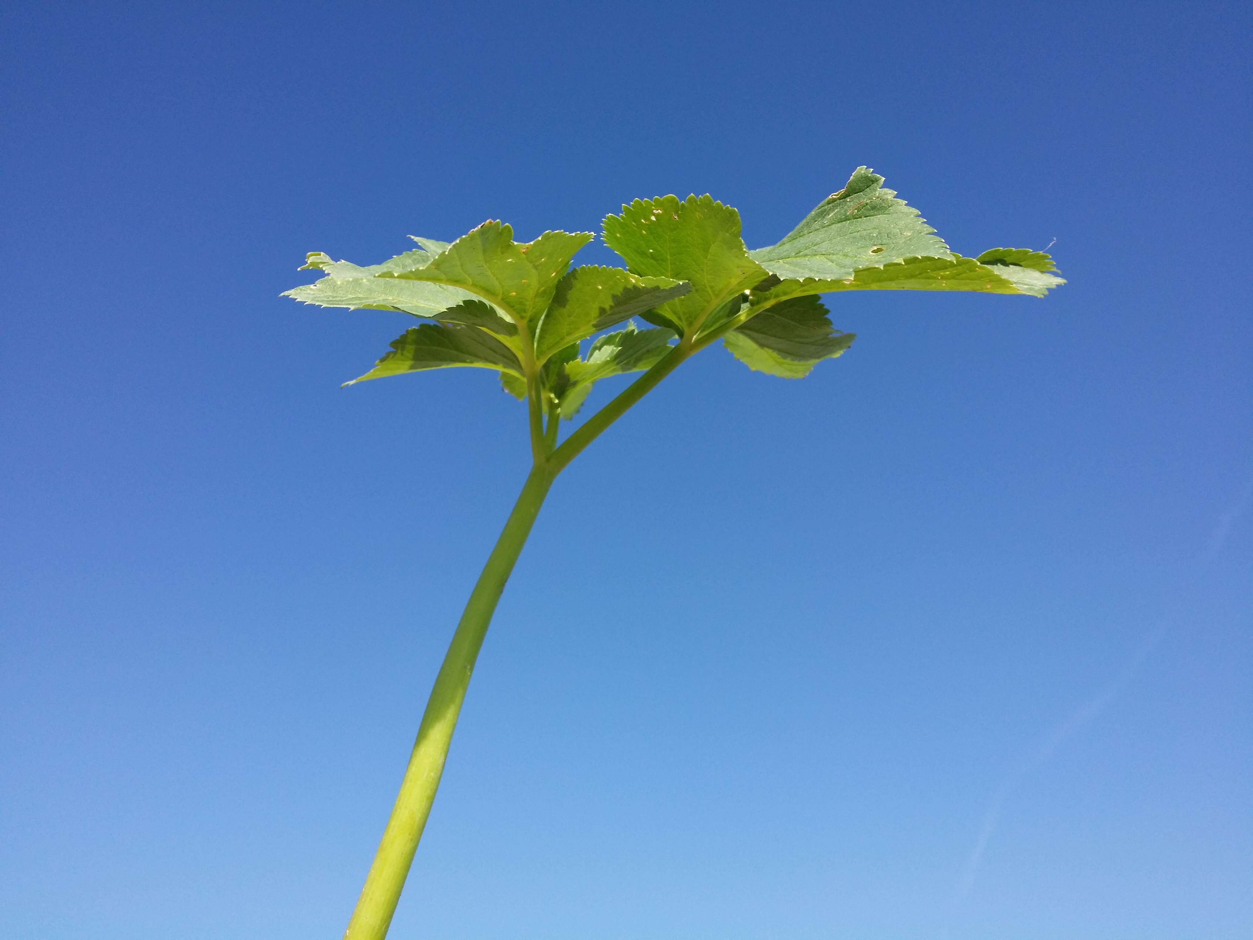 Image of Norwegian angelica