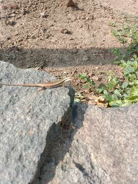 Image of Eastern Water Skink