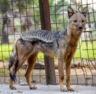 Image of Side-striped Jackal