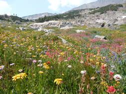 Image of hairy arnica