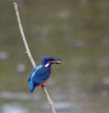 Image of Common Kingfisher