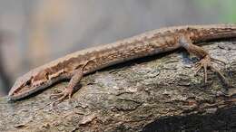 Takydromus amurensis (Peters 1881) resmi