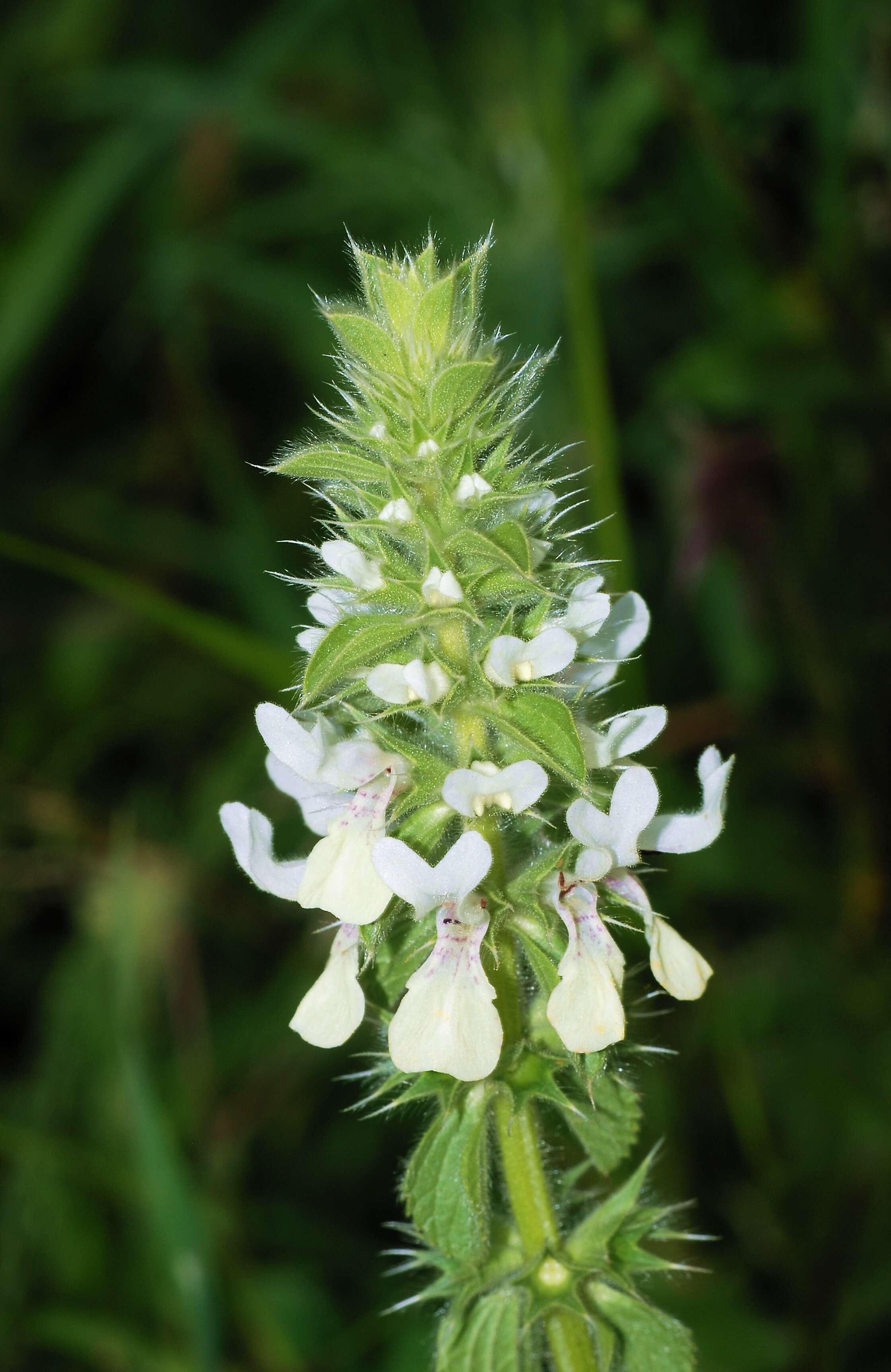 Слика од Stachys ocymastrum (L.) Briq.