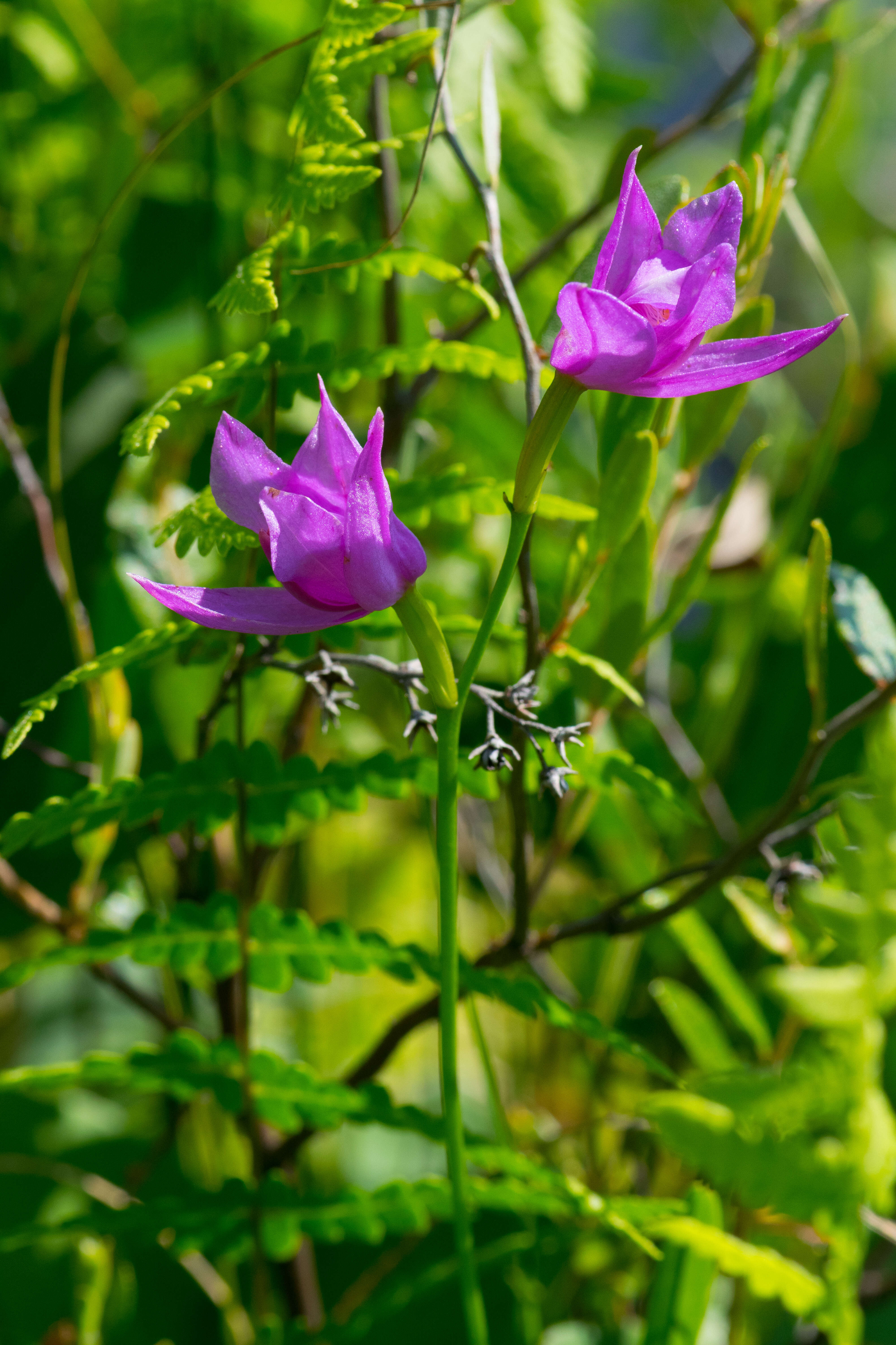 Image of tuberous grasspink