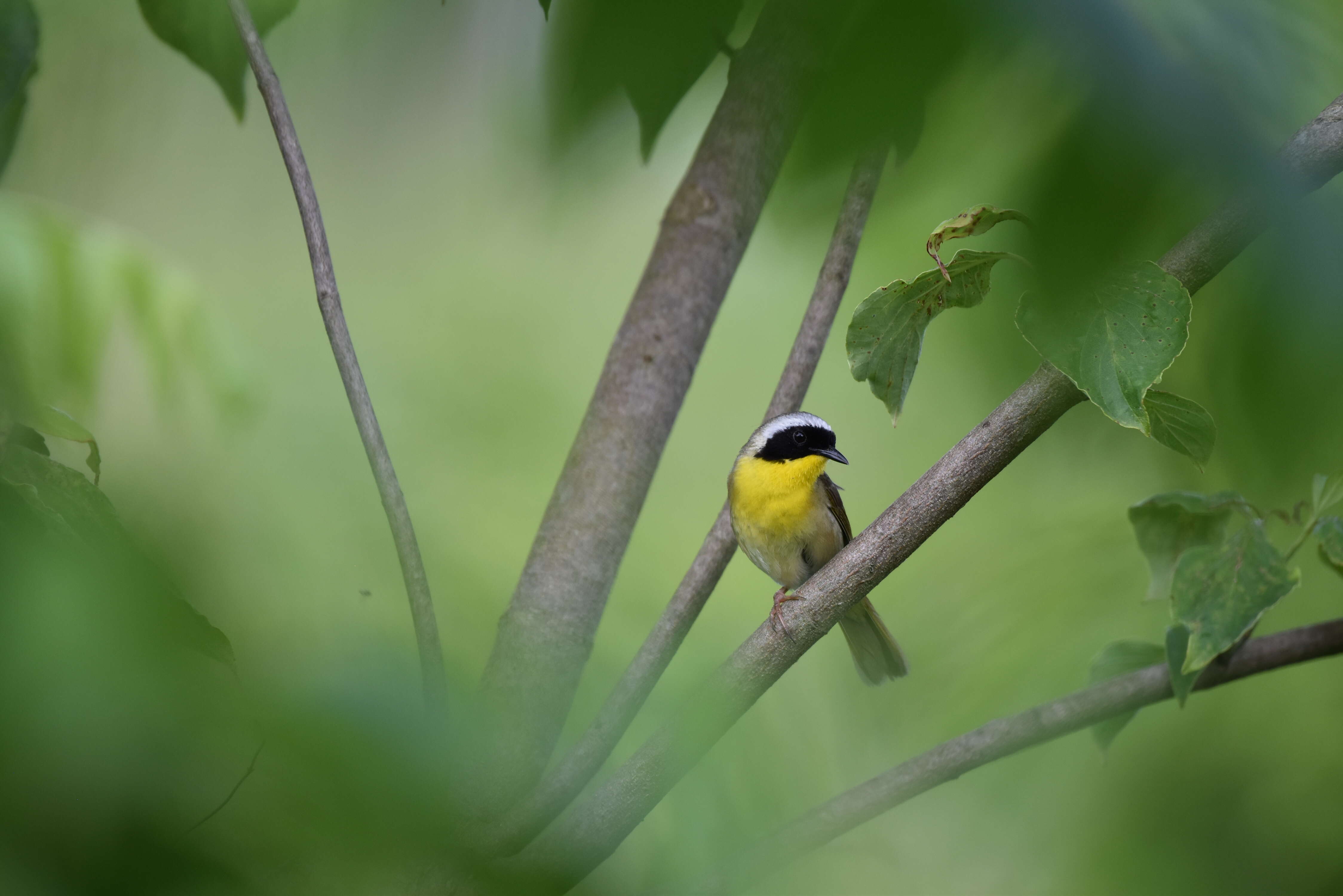 Geothlypis trichas (Linnaeus 1766) resmi