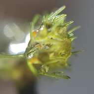 Image of Slender stonewort