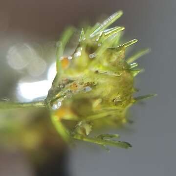 Image of Slender stonewort