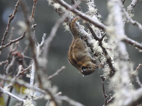 Image of Himalayan Striped Squirrel