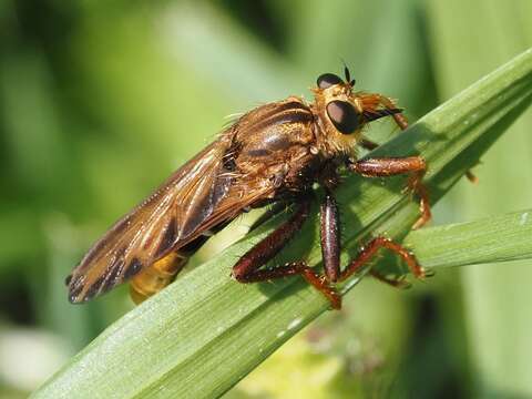 Image of Hornet robberfly