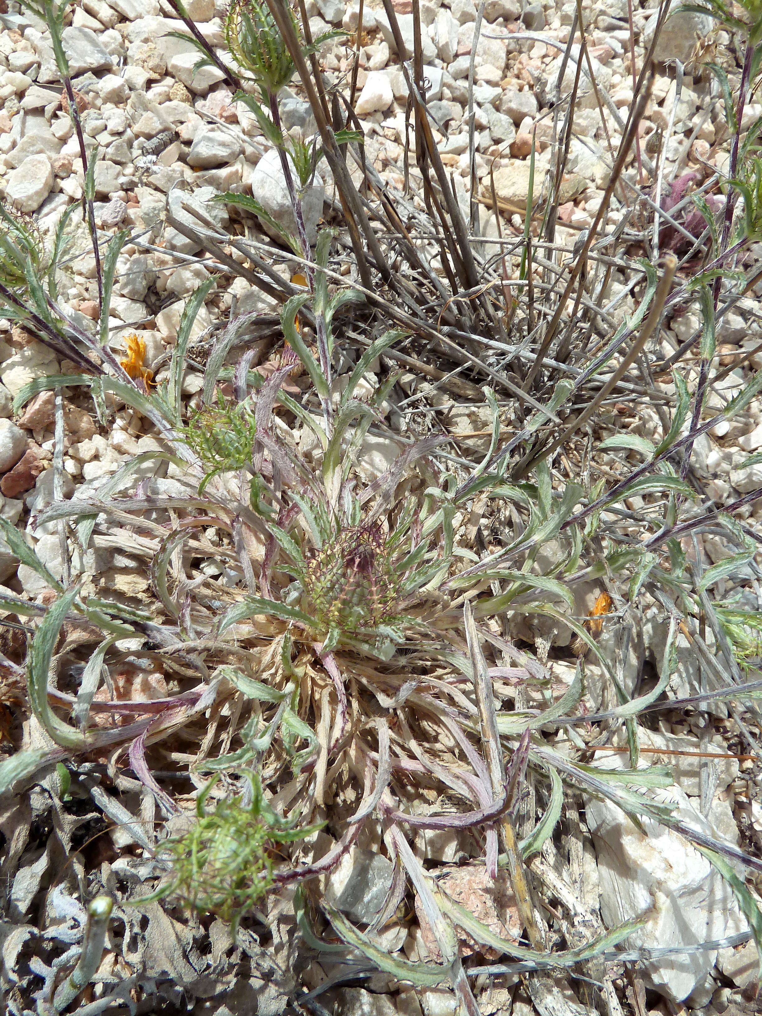 Image of Cage thistle