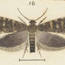 Image of Rhathamictis perspersa Meyrick 1924