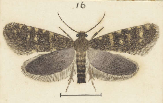 Image of Rhathamictis perspersa Meyrick 1924