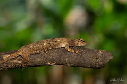 Image of Common Flying Dragon