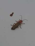 Image de Cantharis rufa