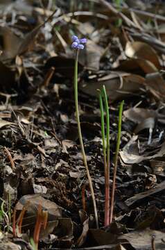 Image of Muscari parviflorum Desf.