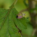 Image of Antestiopsis