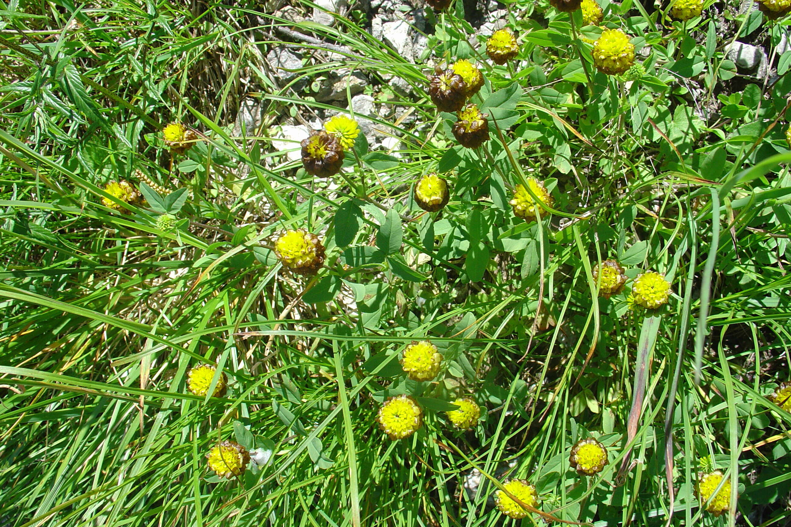 Image of brown clover