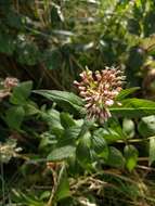 Image of hemp agrimony