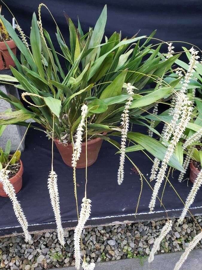 Dendrochilum cobbianum Rchb. fil. resmi