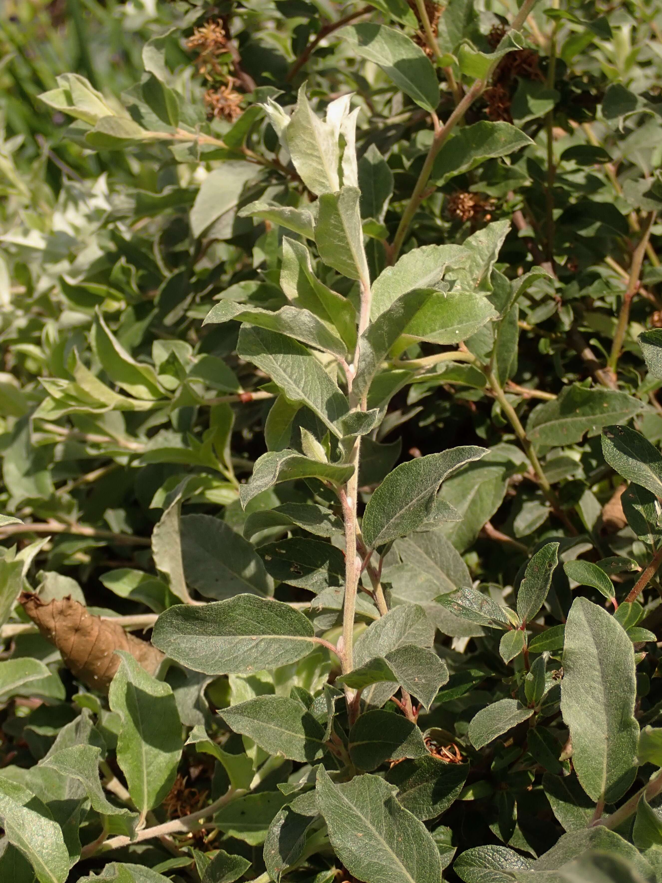 Image of Salix alpina Scop.