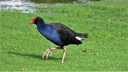 Image of Australasian Swamphen