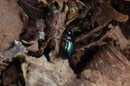 Image of willow leaf beetle