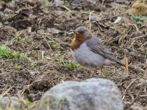 Image of Black-throated Thrush