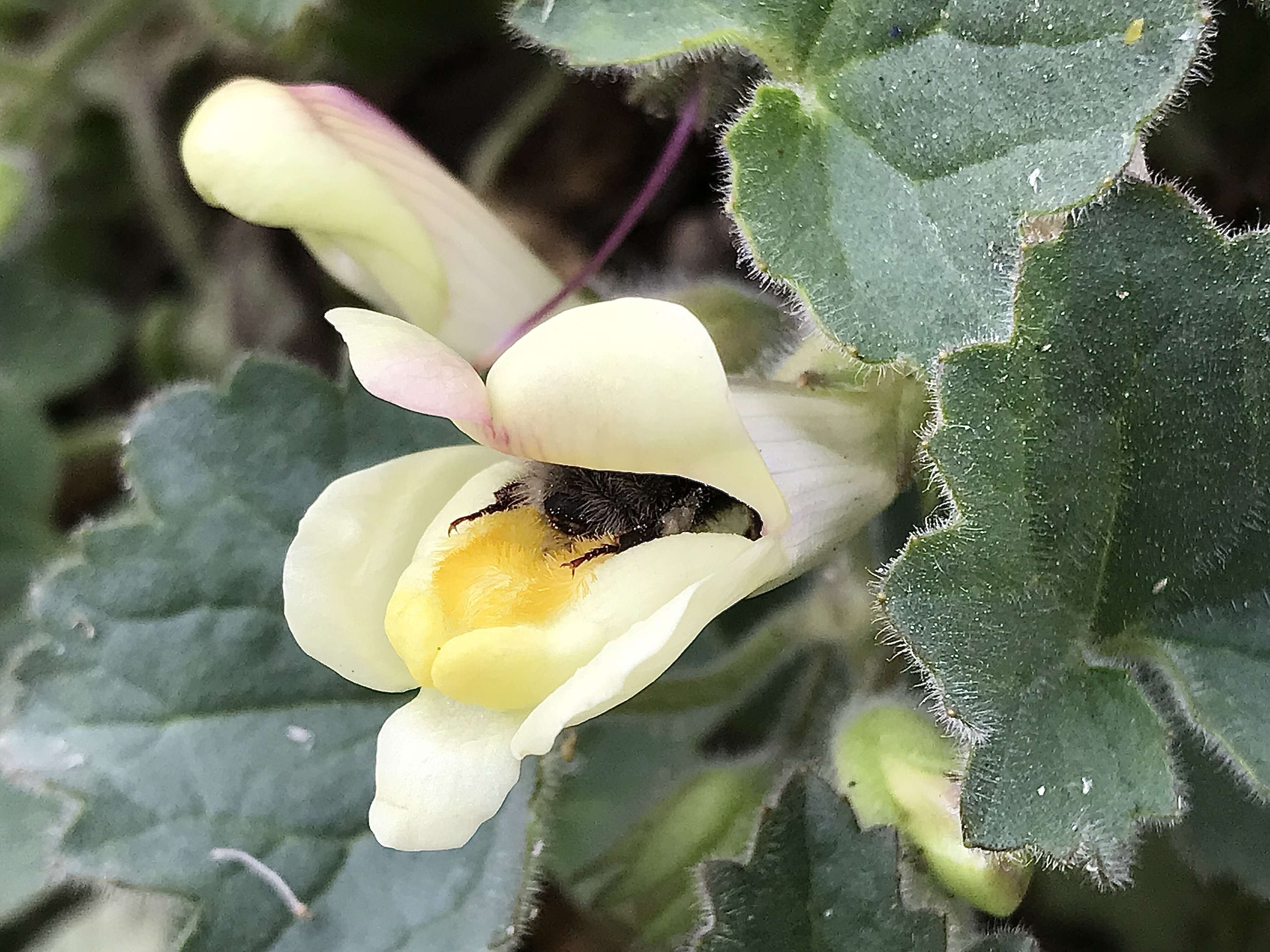 Image of Small garden bumblebee