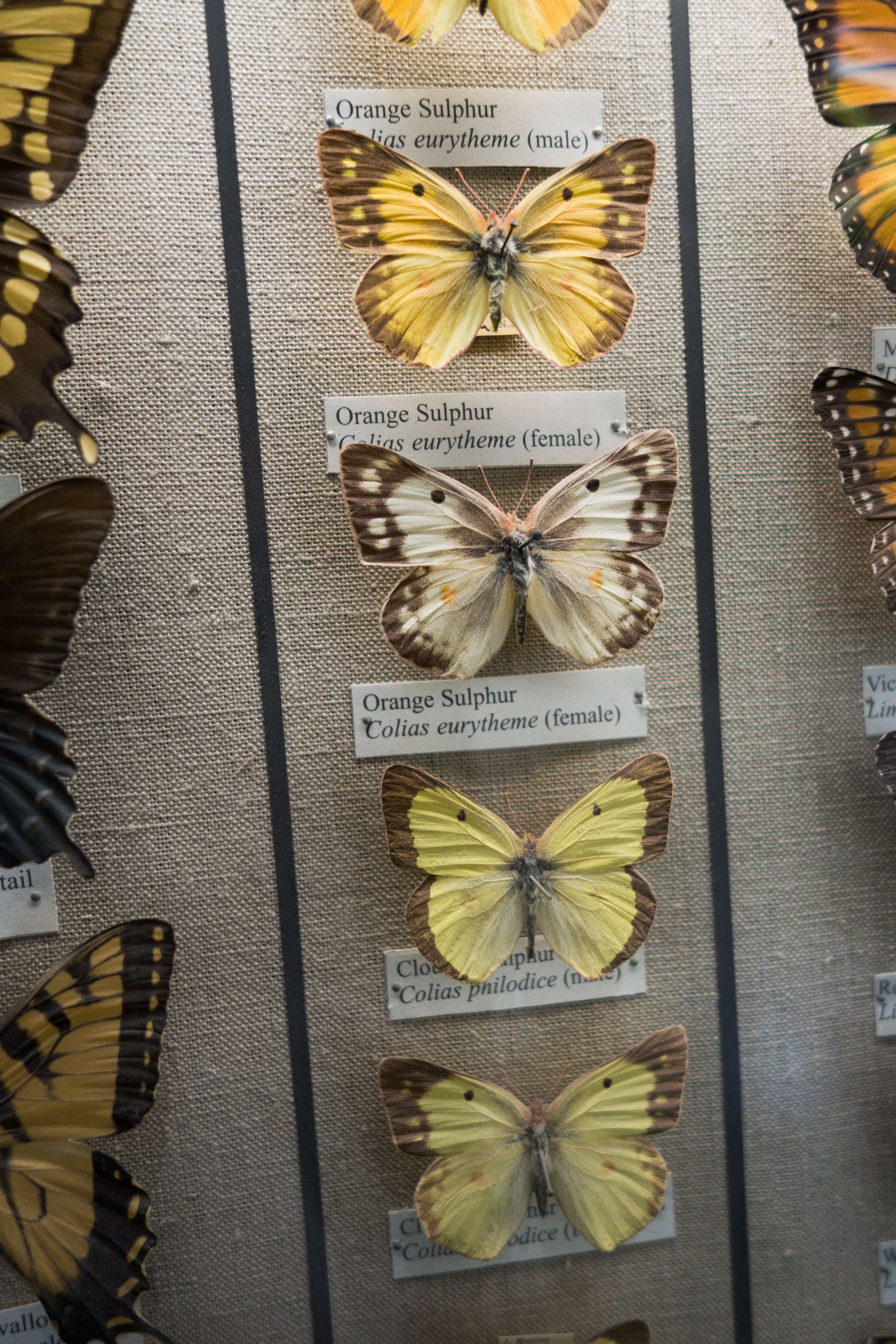 Image of Orange Sulphur