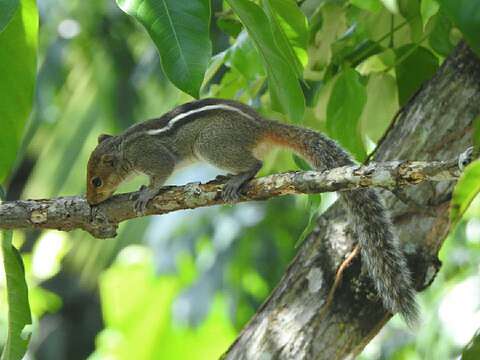 Imagem de Funambulus tristriatus (Waterhouse 1837)