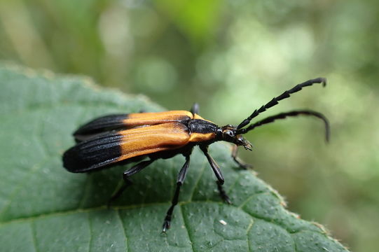 Image of <i>Euryptera unilineatocollis</i> Fuchs 1956