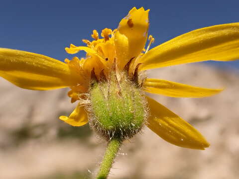 Image of hairy arnica