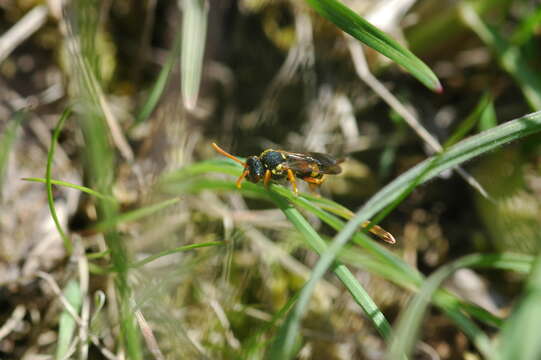 Image de Nomada fucata Panzer 1798