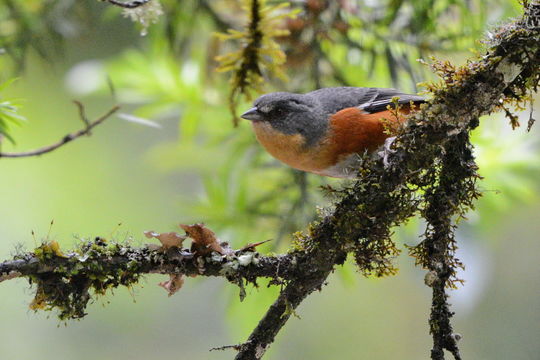 18.https www inaturalist org photos 5537818.580x360