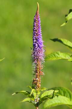 صورة Veronicastrum sibiricum (L.) Pennell