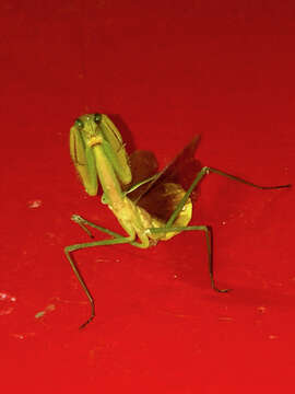 Image of Chinese Mantid