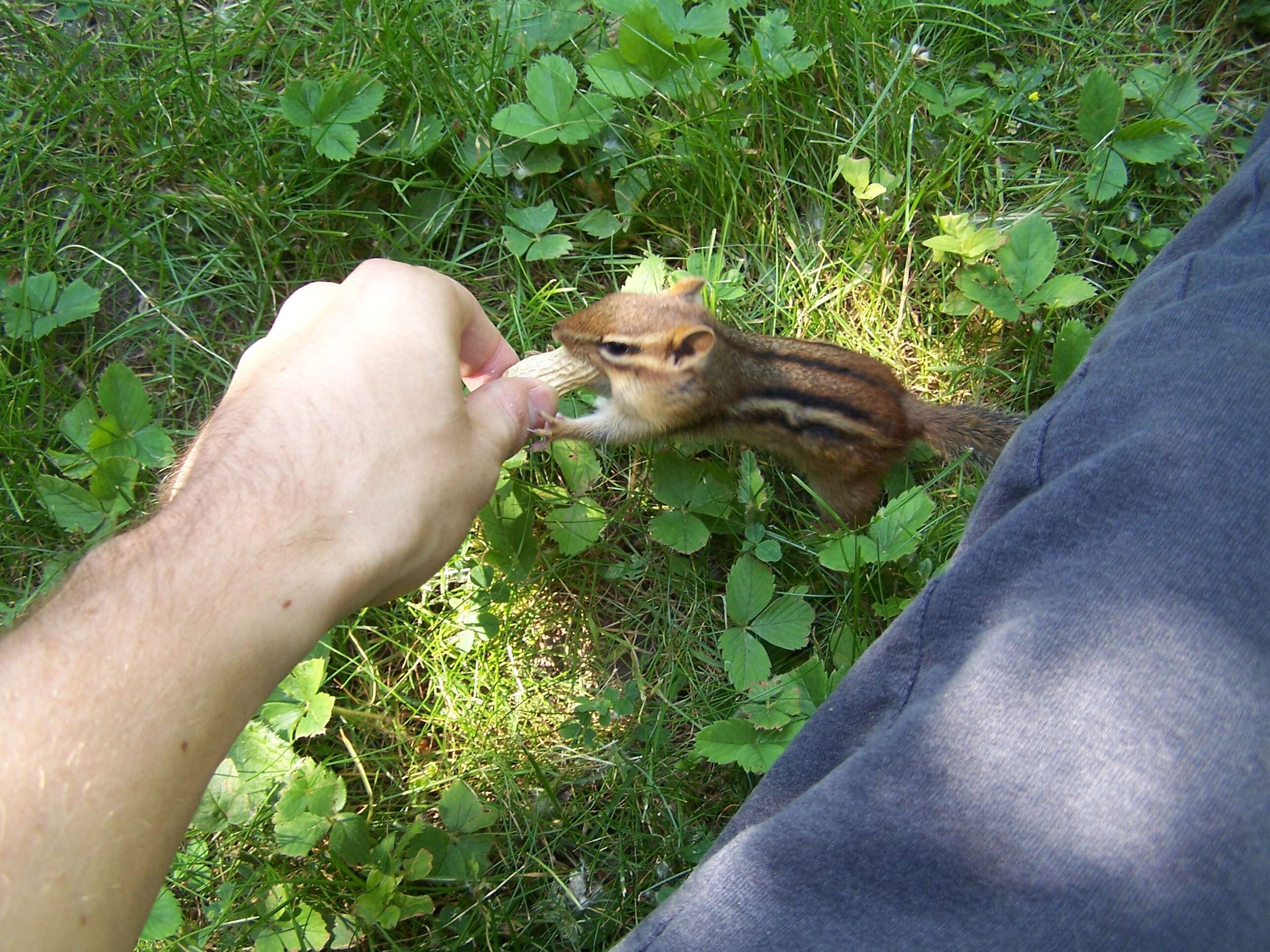 Image of Siberian Chipmunk