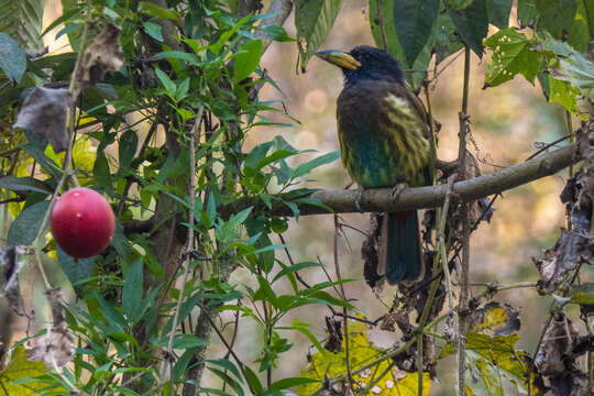 Image of Great Barbet