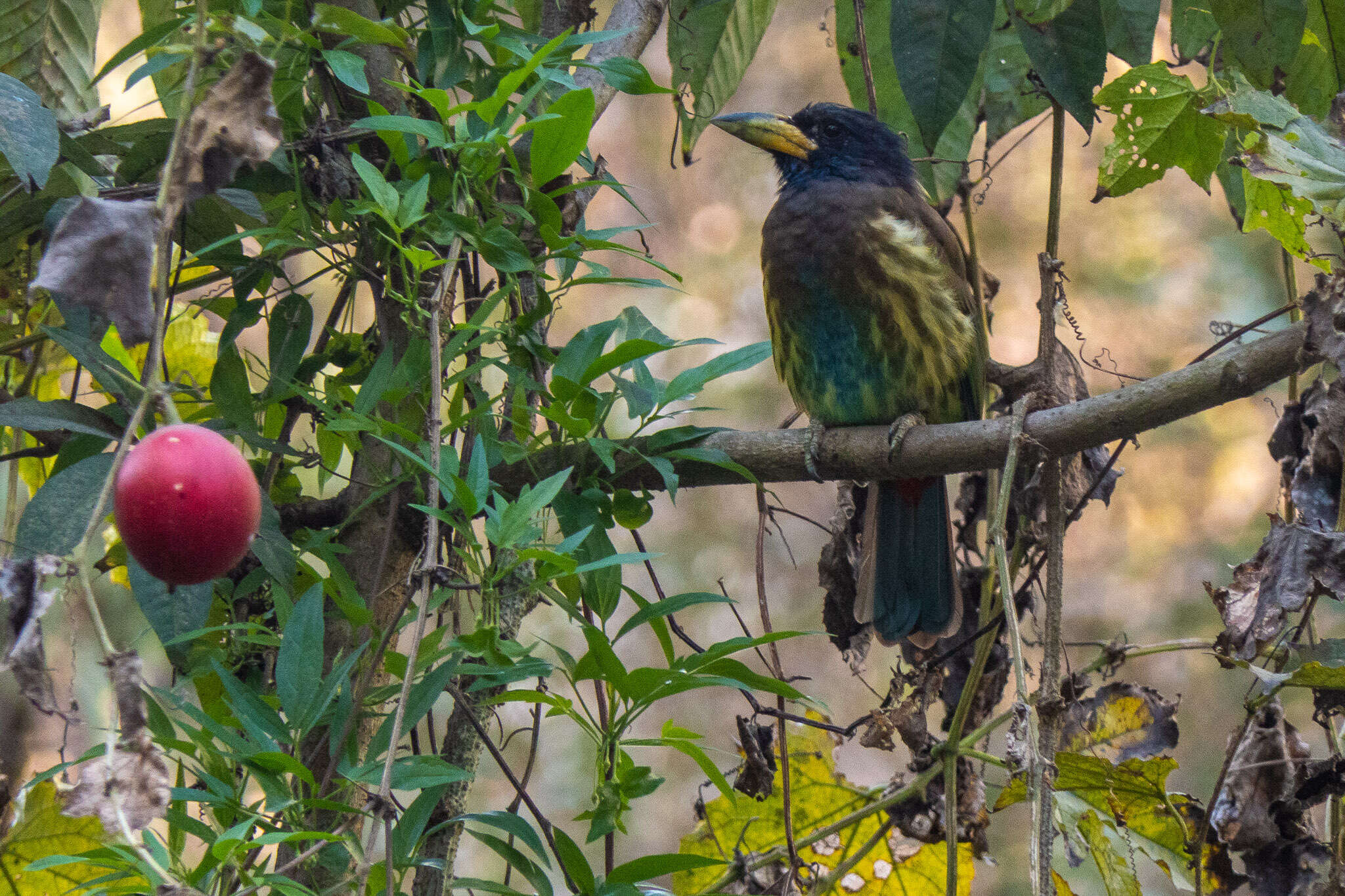 Image of Great Barbet