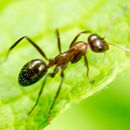 Image of Camponotus discolor (Buckley 1866)